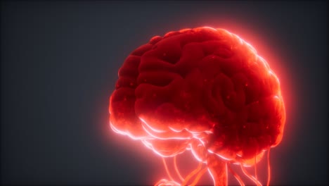 animated-model-of-human-brain